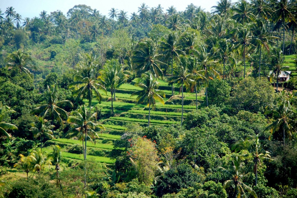 Ubud