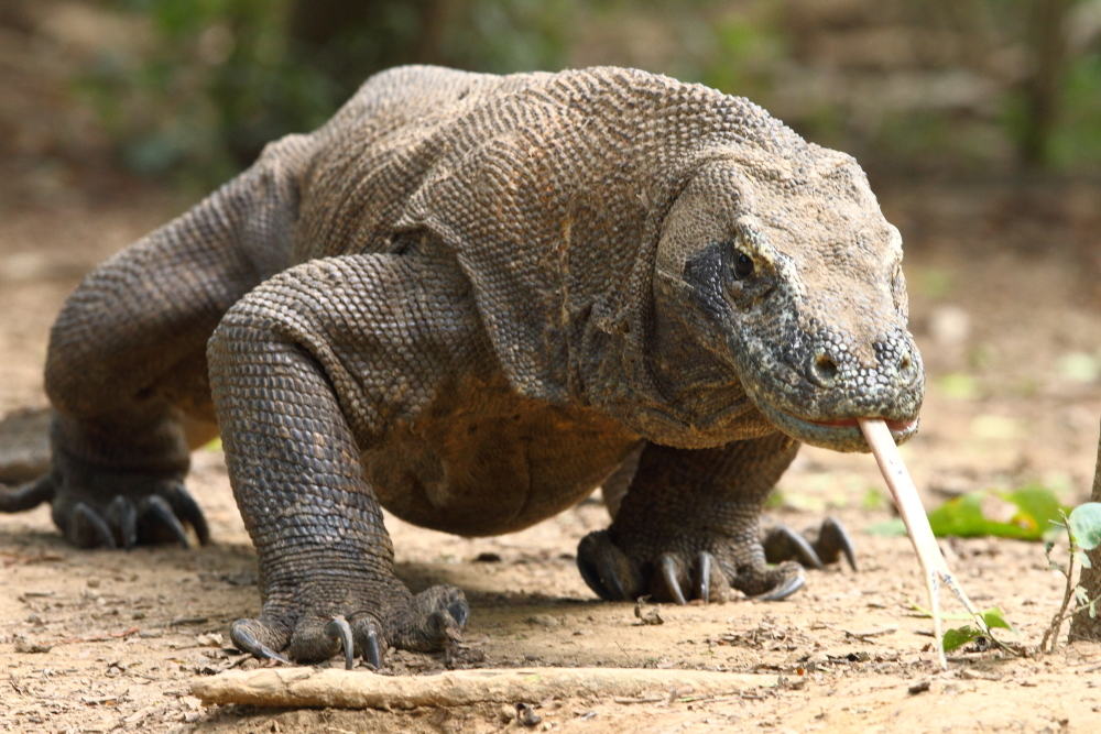 Komodo